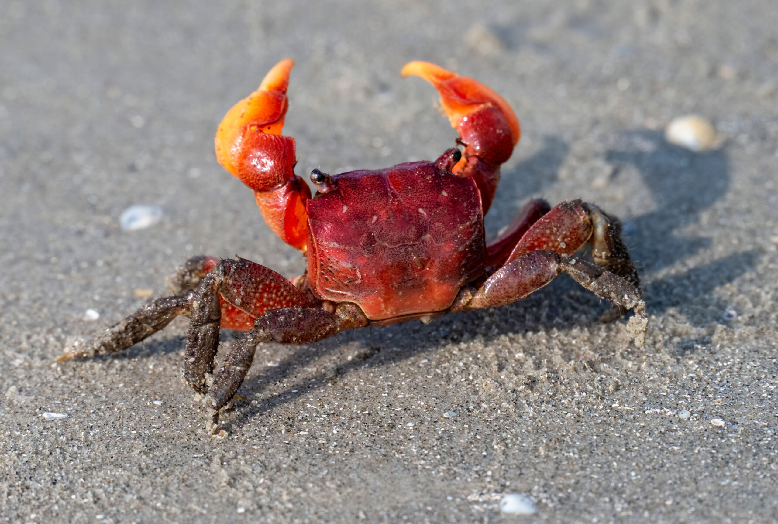 crab