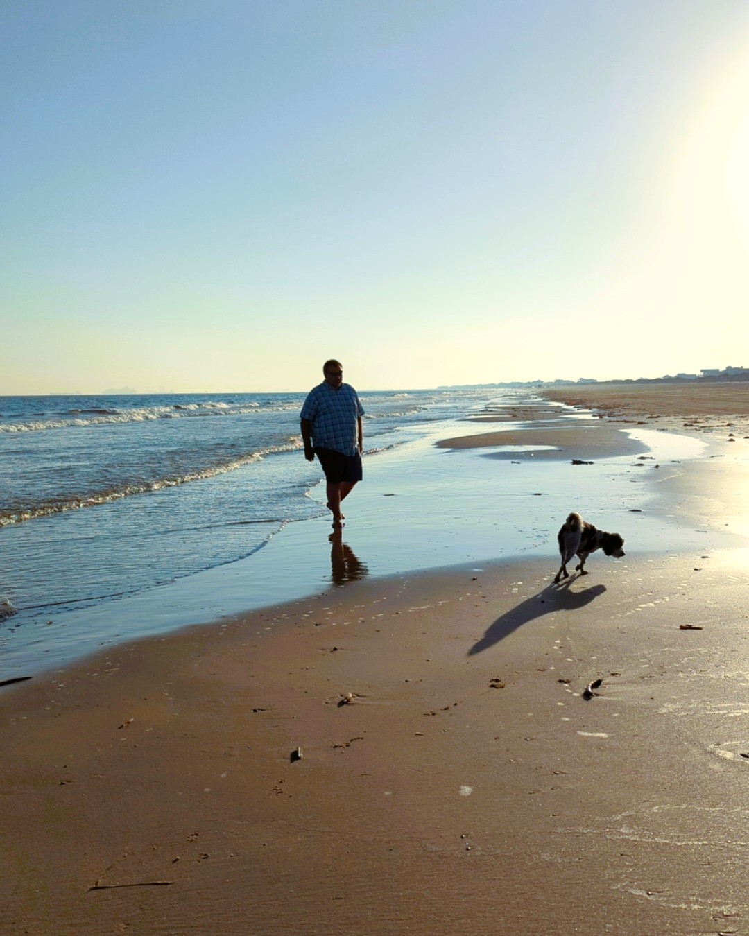 dog on beach